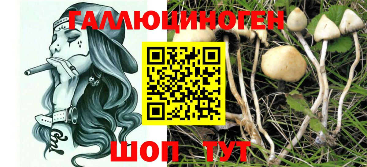 как найти закладки  Галлюциногенные грибы Psilocybine cubensis  Вход с VPN  Усть-Илимск 